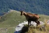 rete_natura2000_thumbnail